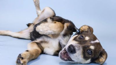 Helping Dogs and Their Humans, One Rescue Ride at a Time.