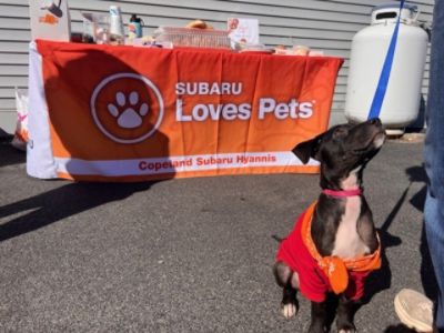 Thank you to Copeland Subaru Hyannis for sharing the love with the Animal Rescue League of Boston!