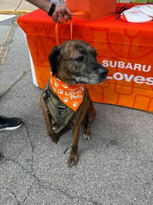 Faulkner Subaru Harrisburg Continues to Make a Difference for Animals in Our Community 