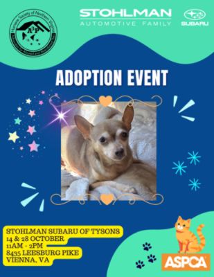 Media 2 From Shelter to Sofa: Stohlman Subaru Supports Life-Changing Pet Adoptions