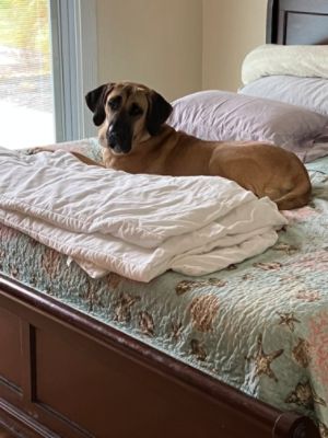 Cape Coral Animal Shelter saves Princess Leia!