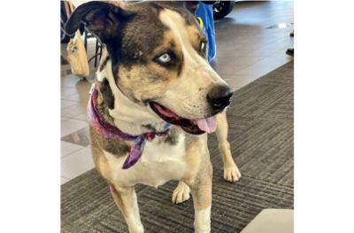 PAW-sitively Grateful for Your Support!