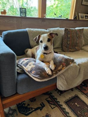 Friends Forever Animal Rescue
