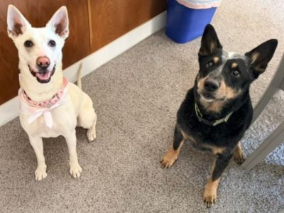 A New Beginning for Duchess