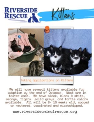 Kittens, Kittens, Kittens