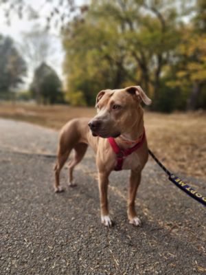 Selene's Adoption Journey