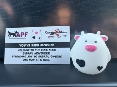 Moo Moo Subaru!