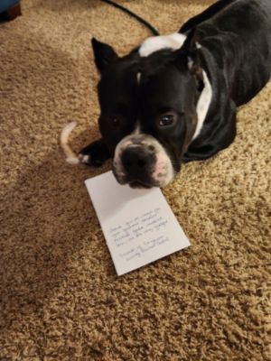 Friends of Sangamon County Animal Control 