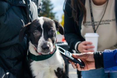 Fox Subaru Loves Pets- BISSELL Pet Foundation