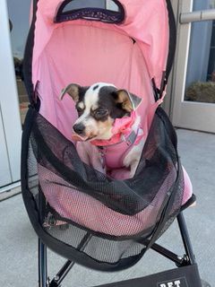 Wag On Inn Rescue and Freehold Subaru Pet Adoption Day is a success!