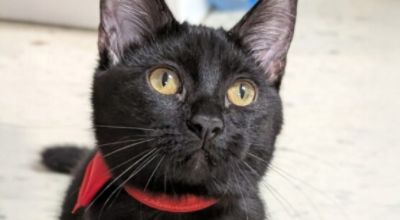 Dean Team Subaru Opens Doors for Hundreds of Homeless Animals