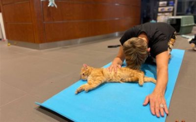 Thomas Hosts Cat Yoga