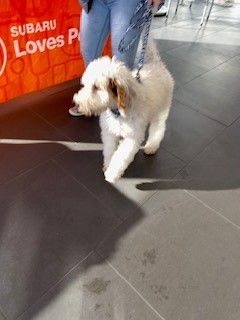 Garber Subaru Loves Pets