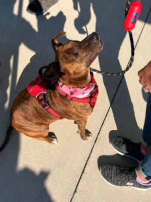 From Shelter to Showroom, Love Finds a Way