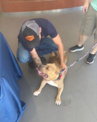 Pet Adoption Event at Thomas Subaru