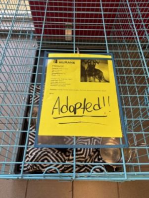 Hallmark Pet Adoption 2025!
