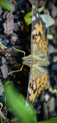 One Butterfly At A Time 