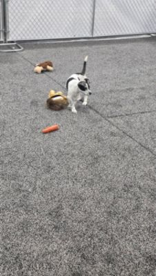 2026 Adopt a Pet