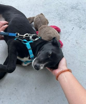 Fitzgerald Countryside Subaru Loves Pets