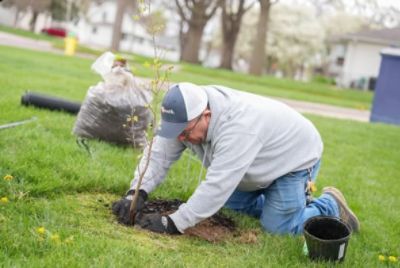 Trees for Papillion La Vista Schools