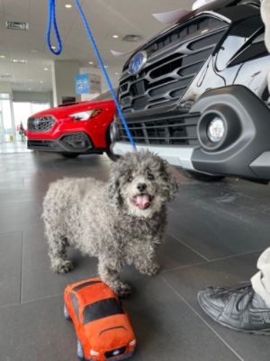 Lithia Reno Subaru Covers a Local Dog’s Surgery 