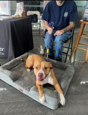 Subaru adoption event success!