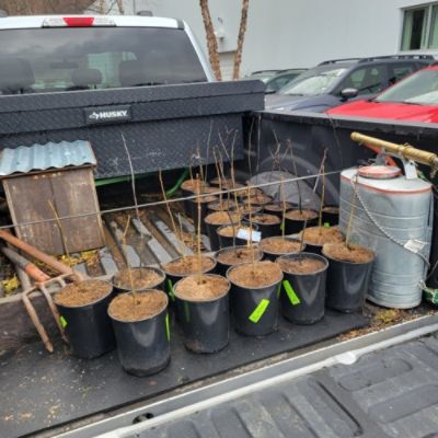 Arbor Day Tree Donation
