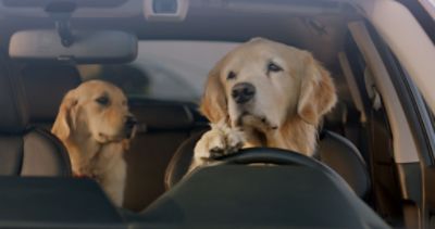 Subaru golden hot sale retriever commercials