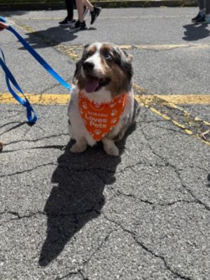 Faulkner Subaru Harrisburg Continues to Make a Difference for Animals in Our Community 