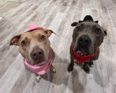 Selene's Adoption Journey