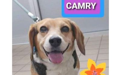  CAMRY the BEAGLE: Once a Las
