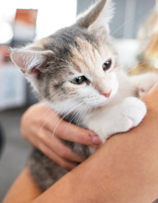 Cats, Community, and Compassion: Tips & Tails Adoption Event