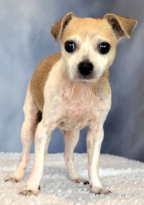 Willa Jean from Tennessee Hoarding Case finds Loving Furever Home in NJ