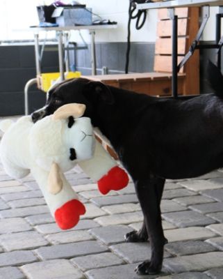 Jenkins Subaru of Ocala Team Supports Animals at VOCAL