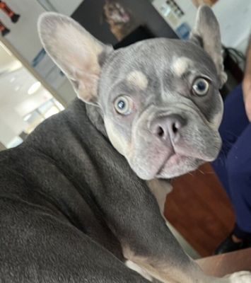No Pets Allowed!