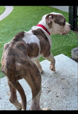 Appa Finds a Family to Love Him!