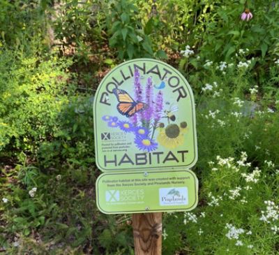 Serviceberry joins a pollinator garden