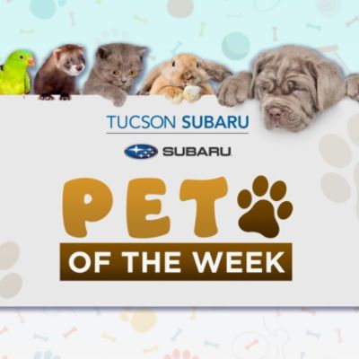 Nearly Three Years of Helping Pets Be Seen