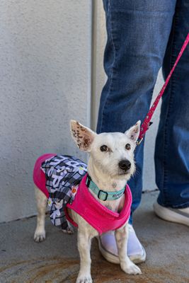 Where Love Finds a Home: Wag On Inn at Freehold Subaru!