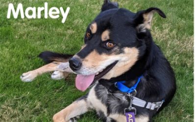 Marley's Journey Through Homeward Pet