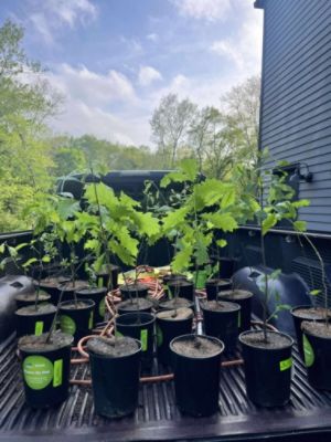 Tree Donation to Pack Ethic Rescue