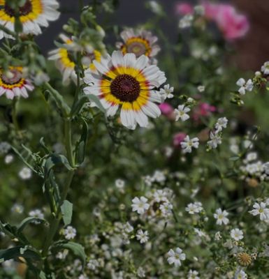 Helping Pollinators Thrive in Our Community