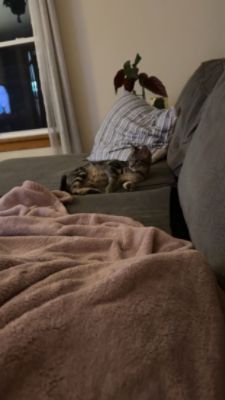 Rascal