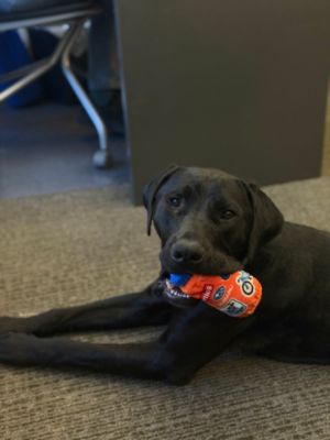 Reedman-Toll Subaru is proud to continue to support the Women's Animal Center in Bensalem, PA.