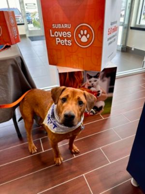 Subaru Loves Pets