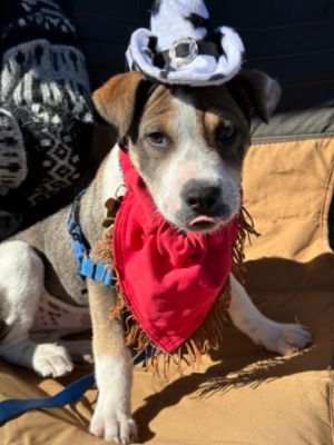 Teton Motors Subaru, helping connect homeless animals with loving homes!