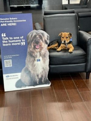 Unchained Melodies Pet Rescue Adoption