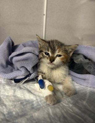 Tinsel the kitten