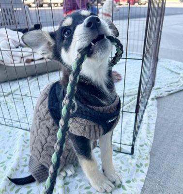 Durango Animal Connection and Subaru Loves Pets