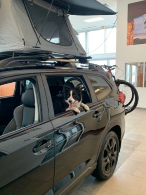 It’s easy to sniff out why Subarus are the best vehicles not only for humans, but pets as well!